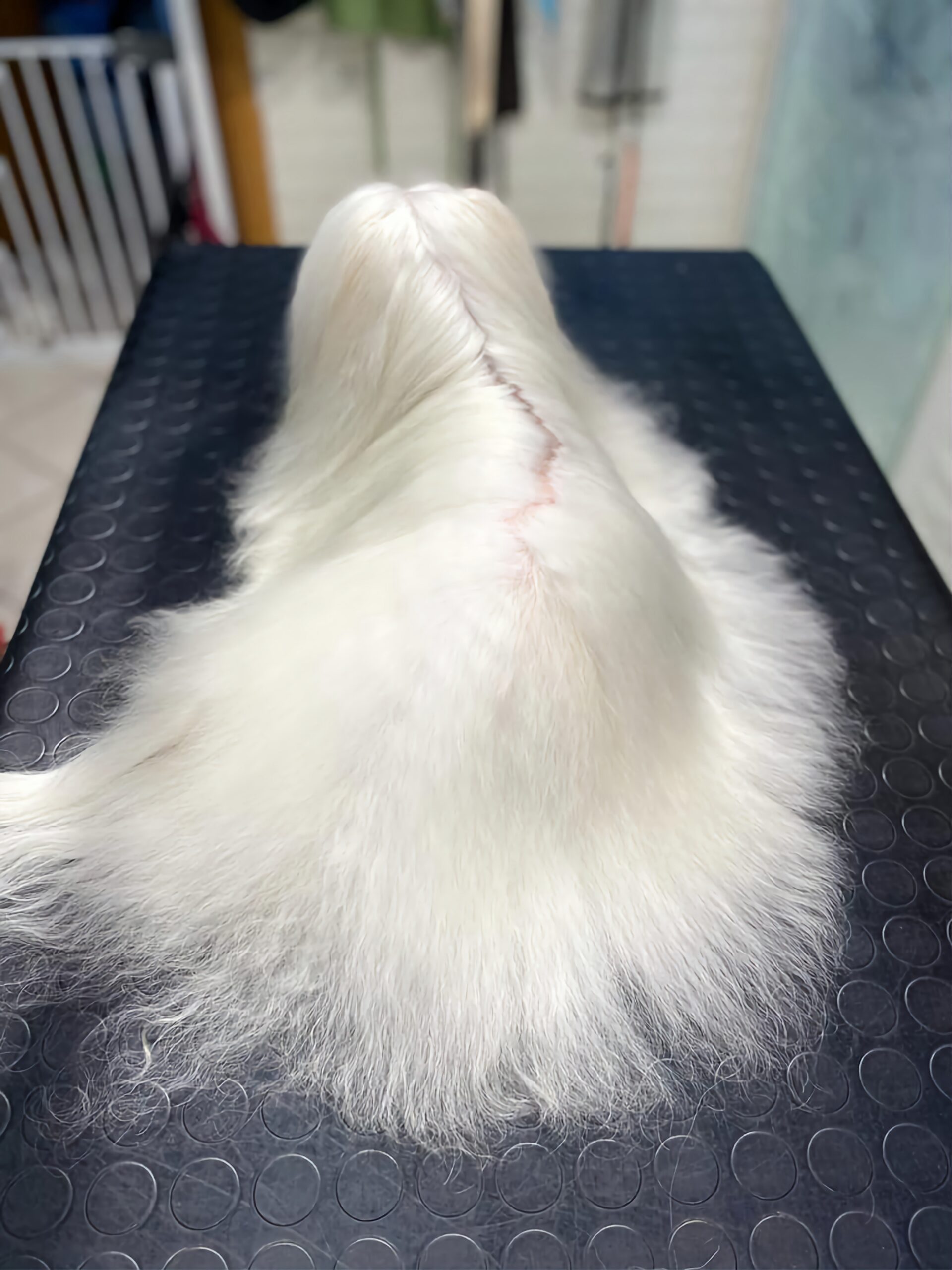 La nostra cura toelettatura Pet's Home Caorle