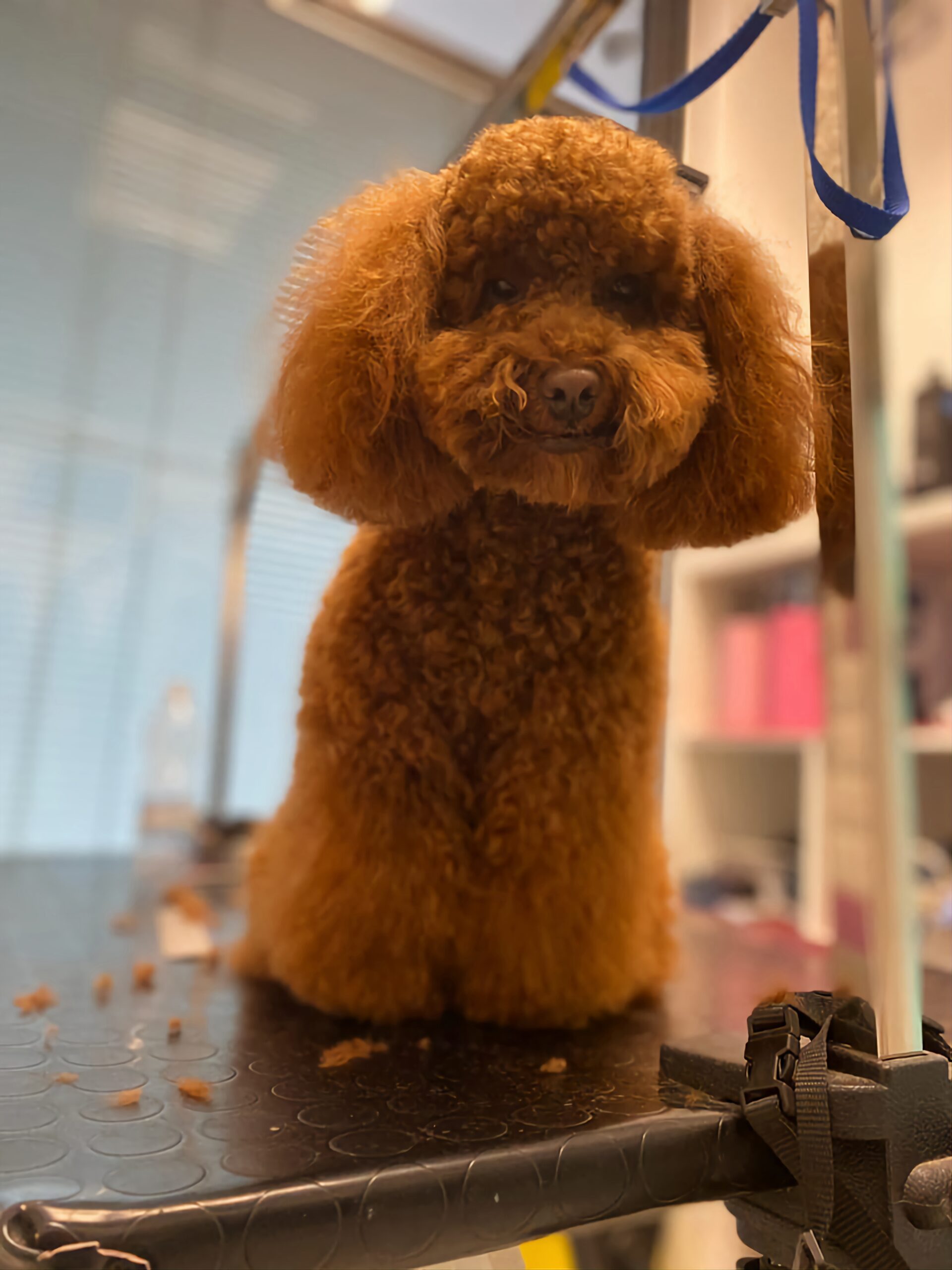 Toelettatura professionale cani Pet's Home Caorle