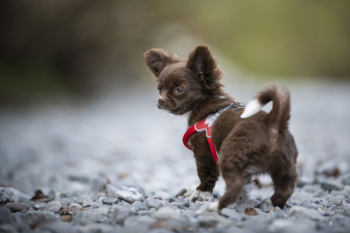Toy Dog