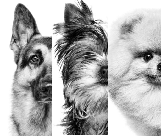 Royal Canin