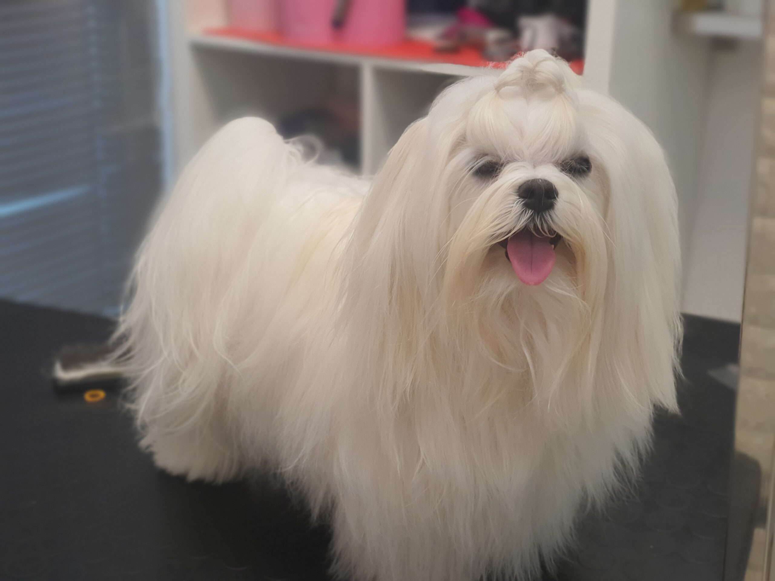 Toelettatura professionale Pet's Home Caorle - foto 3