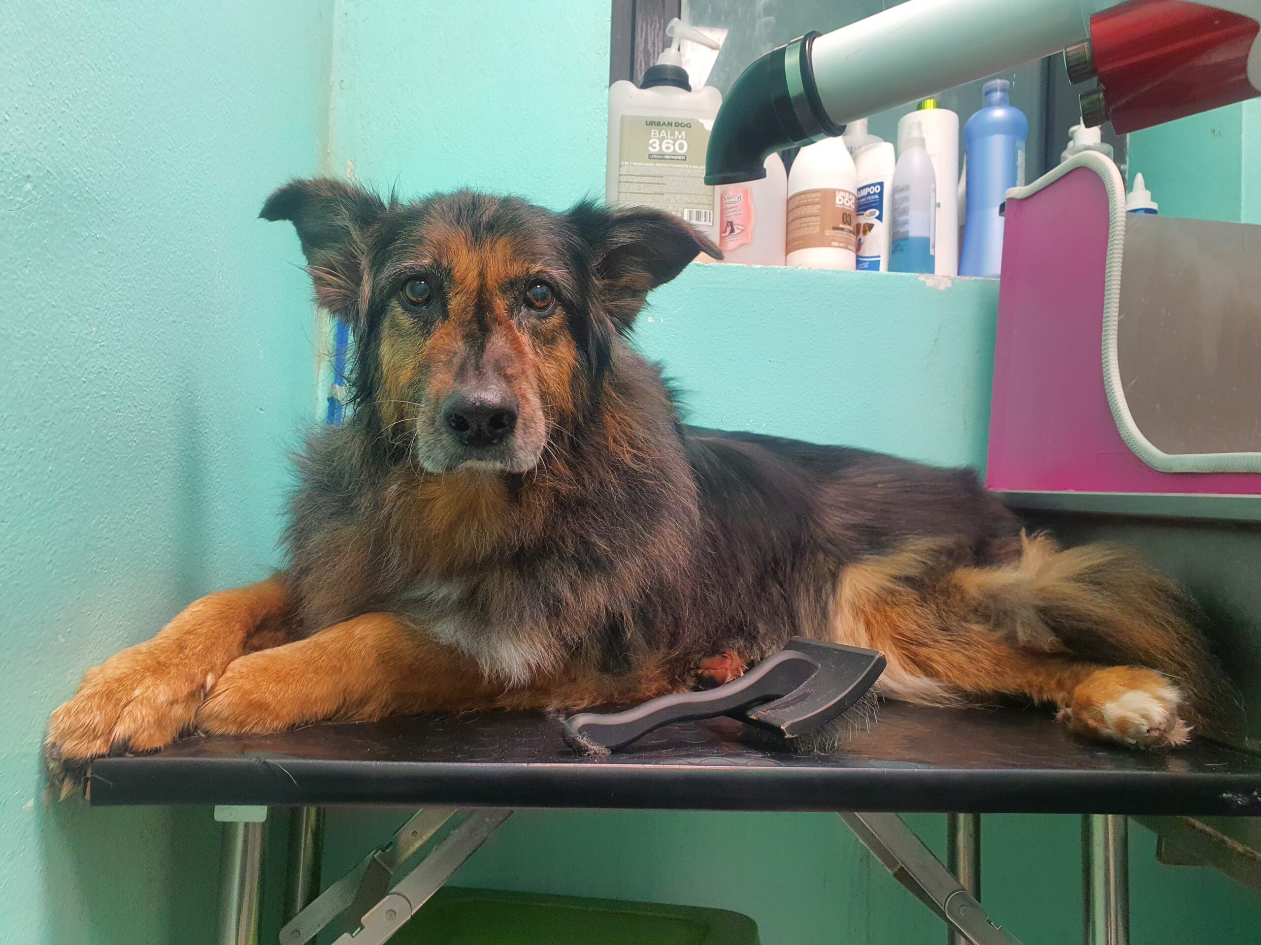 Toelettatura professionale Pet's Home Caorle - foto 4