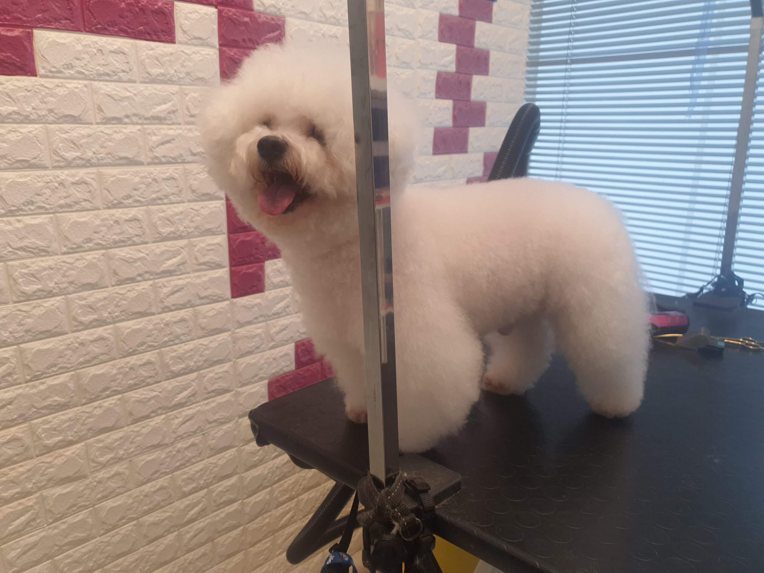 Toelettatura professionale Pet's Home Caorle - foto 6