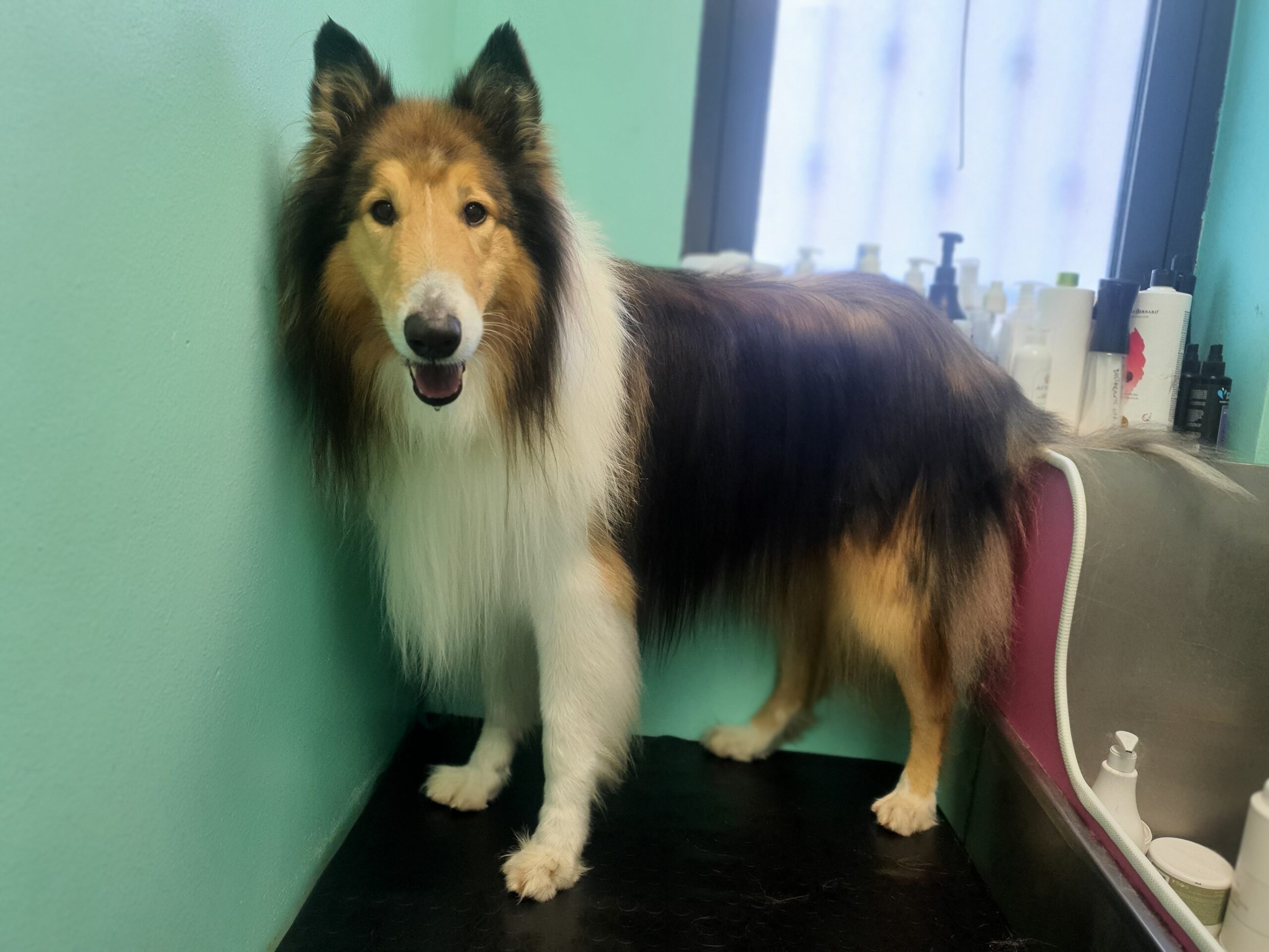 Toelettatura professionale Pet's Home Caorle - foto 8
