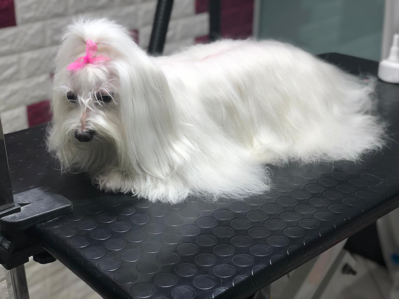 Toelettatura cani tutte le razze Pet's Home Caorle