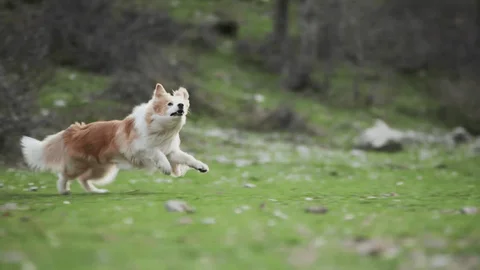 Azione rapida