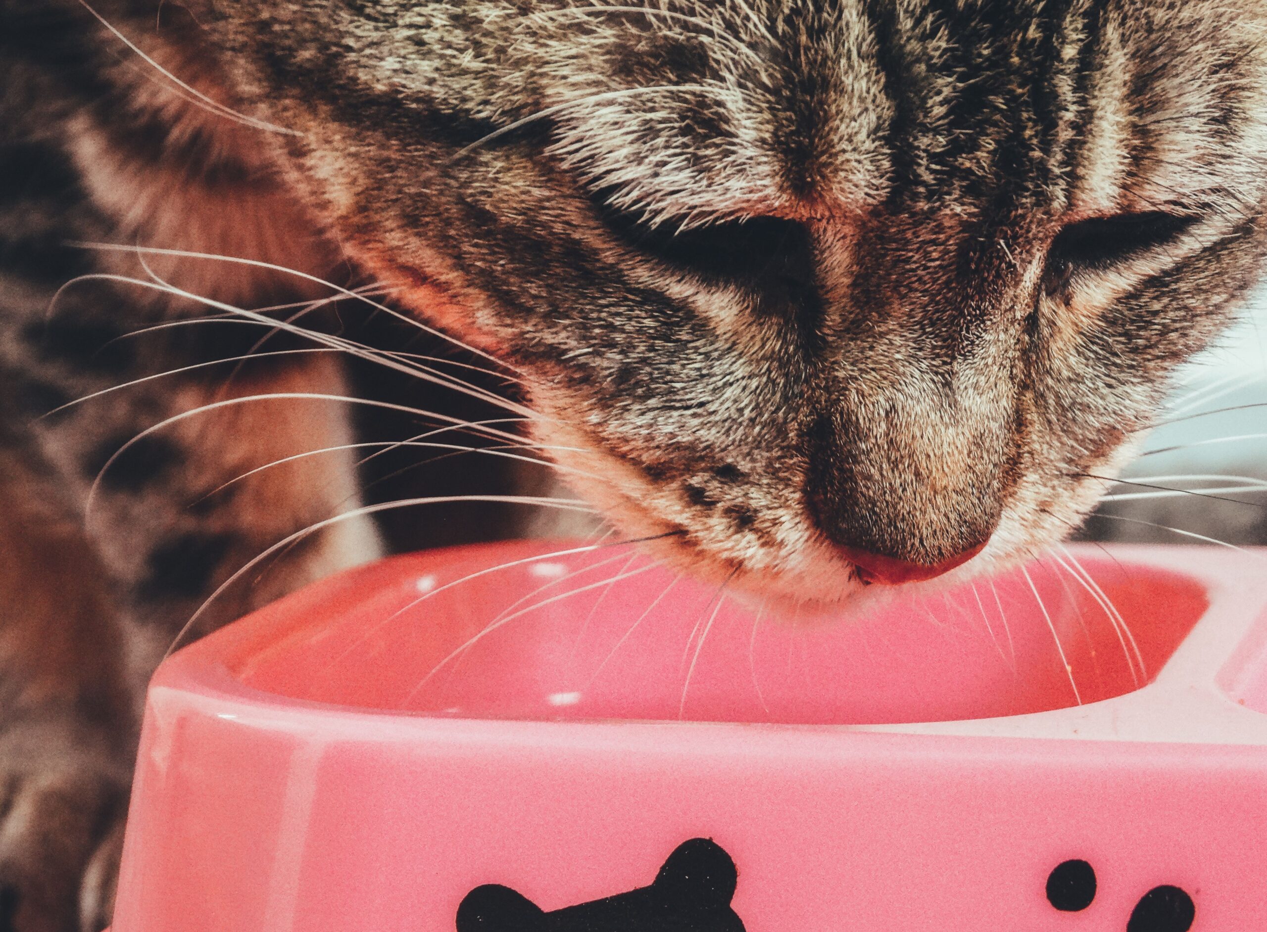 Linea Gatto — Umido