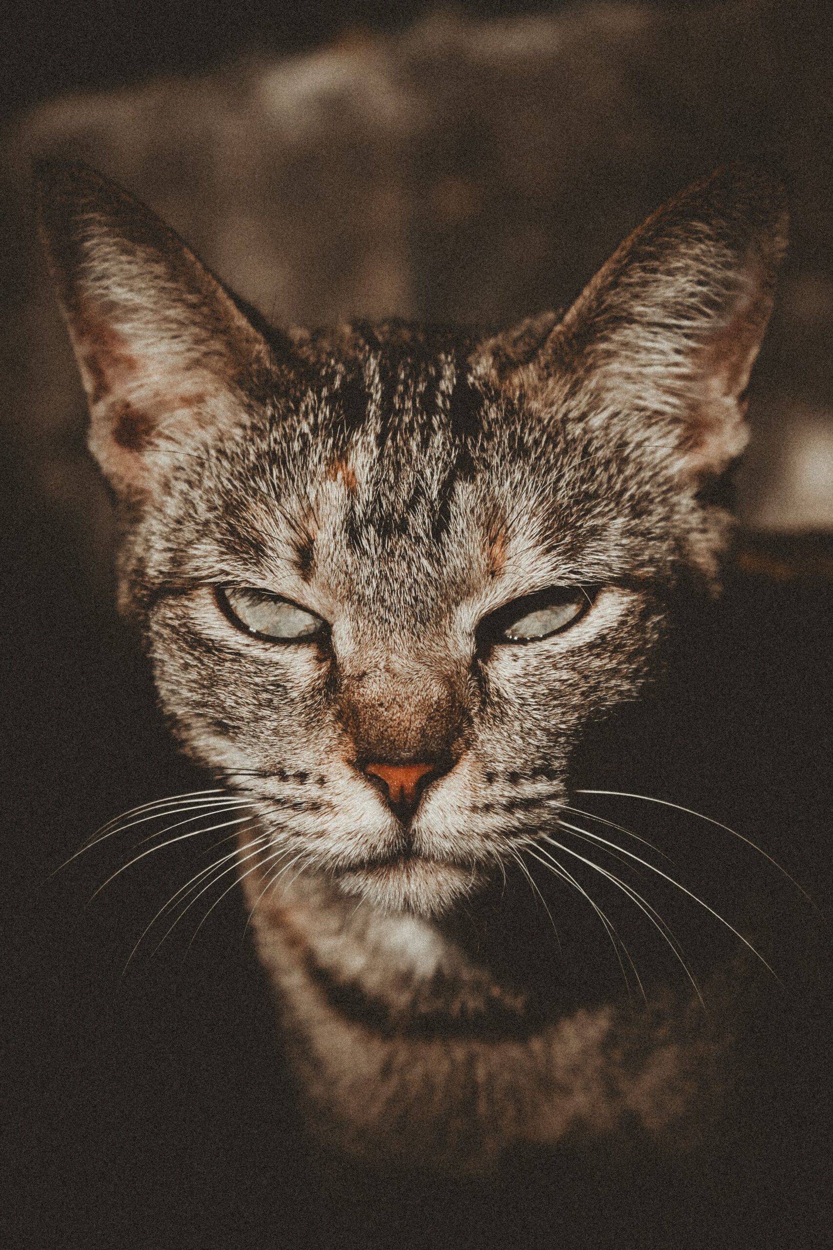 Gatto